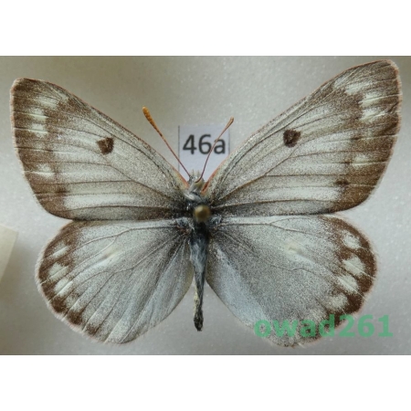 Colias nastes jacuticola Weiss & Mrácek, 1989 Russia46a